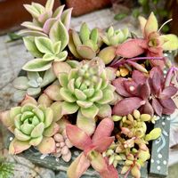 多肉寄せ植え,我が家のお花の画像