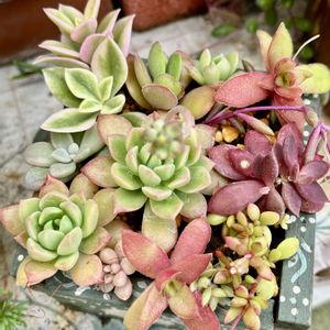 多肉寄せ植え,我が家のお花の画像