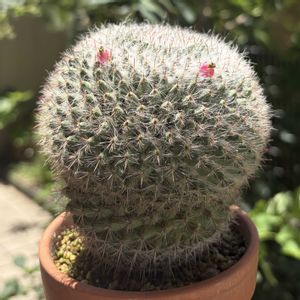 サボテン,玉翁,多肉植物,子株,鉢植えの画像