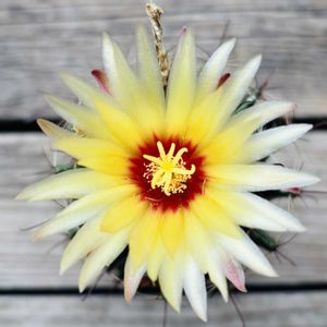 サボテン,竜王丸,セティスピヌス,多肉植物,鉢植えの画像