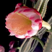 サボテンの花,うっとり,夢の島熱帯植物館,ピンク色,GSに感謝。の画像
