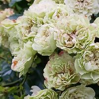 花のある暮らし,植物のある暮らし,おうち園芸,ジョグ友募集,小さな庭の画像