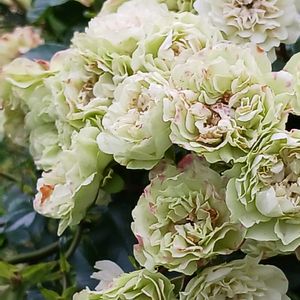 花のある暮らし,植物のある暮らし,おうち園芸,ジョグ友募集,小さな庭の画像