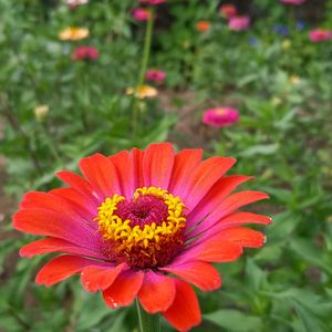 ヒャクニチソウ(ジニア),地植え,ガーデニング,我が家,畑の画像