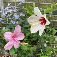 ハイビスカス,乙女心,ブルームーン,緑のある暮らし,お花のある暮らしの画像