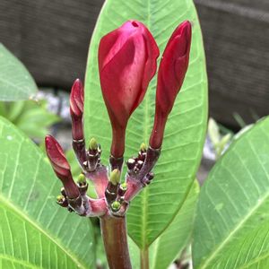 プルメリア,多肉植物,塊根植物,コーデックス,花のある暮らしの画像