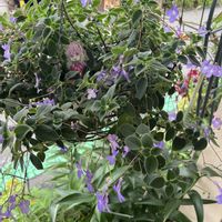 ストレプトカーパス,鉢植え,楽しみ〜,花のある暮らし,癒しのひと時の画像