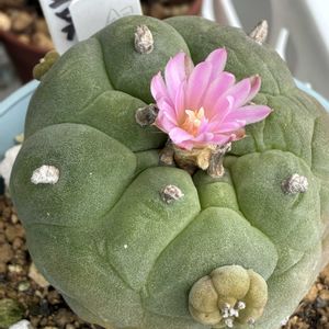銀冠玉,開花,ロフォフォラ属の画像