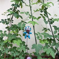 バタフライピー,鉢植え,つる性植物,楽しみ〜,花のある暮らしの画像