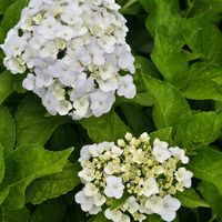 アジサイ,感謝,花のある暮らし,いつまでも,き　れ　い❤の画像