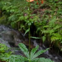クルマユリ,鮮やか ,涼しげ,瑞々しい,季節の花の画像