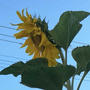 ひまわり,小さな庭の画像