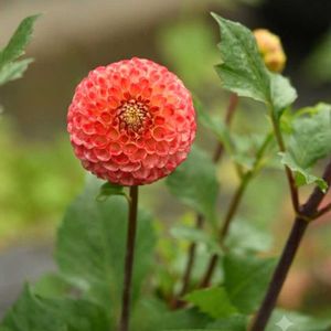 ダリア,ダリア,ダリア ファジーネーブル,花のある暮らし,植中毒の画像