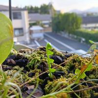 タマシダ,植物のある暮らし,植中毒,でけたしこ園芸,ベランダの画像