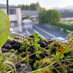 タマシダ,植物のある暮らし,植中毒,でけたしこ園芸,ベランダの画像