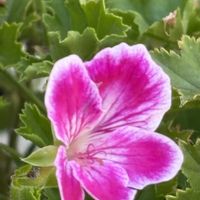 ペラルゴニウム,キュンキュン乙女倶楽部,GS映え,植欲増進中,ステキな眺めの画像