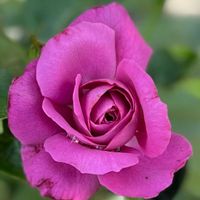 バーベナ,バラ,薔薇,夏の庭,アジサイ ディープパープルの画像