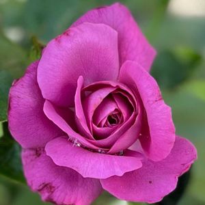 バーベナ,バラ,薔薇,夏の庭,アジサイ ディープパープルの画像