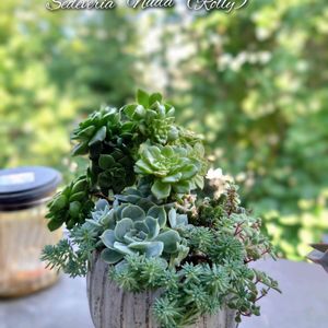 クーペリー,ヌダ,多肉植物,育てやすい多肉植物,普及種の画像