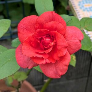 バラ,バラ,ガーデニング,花のある暮らし,バラのある暮らしの画像