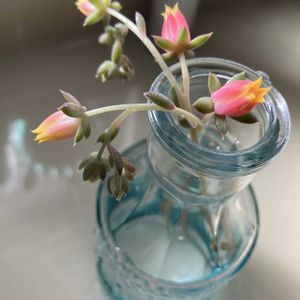 エケベリア,多肉植物,花芽,かわいい♡の画像