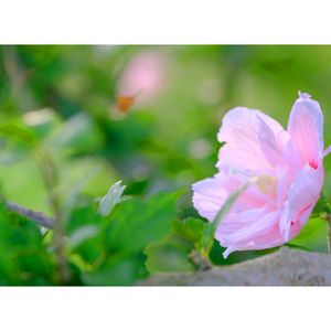 八重ムクゲ,広い庭の画像