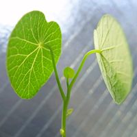 ステファニア・エレクタ,観葉植物,塊根植物,コーデックス,植物のある暮らしの画像