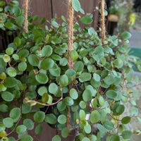 ワイヤープランツ,植物が好き,庭の画像