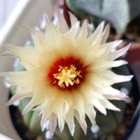 胡蝶蘭,瑠璃兜,ミディ胡蝶蘭,ミ二バラ,花のある暮らしの画像