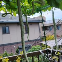 ムクゲ,葡萄,ヘビウリ,大粒金柑の画像