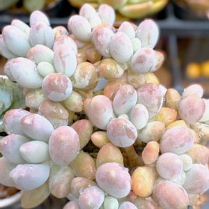 多肉植物いろいろ,ベビーフィンガー,立田錦,フィオナ,クラウドの画像