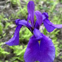 ハナショウブ,ヒオウギアヤメ,アクシバの花,GSに感謝。,癒しの花の画像