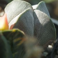 ハオルチア,多肉植物,観葉植物,塊根植物,サボテン科の画像