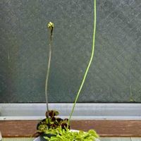 ハエトリソウ,食虫植物の画像