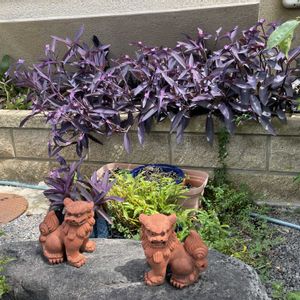ハンゲショウ(半夏生),ヒオウギ﹙桧扇﹚,ムラサキゴテン(紫御殿),マツバギク(松葉菊),花手水*の画像