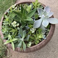 多肉植物の画像