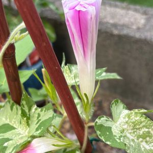 蘭、らん、ラン,つのたんの朝顔市曜白朝顔,つのたんの朝顔市曜白朝顔,巨大輪　都の秋,植中毒の画像
