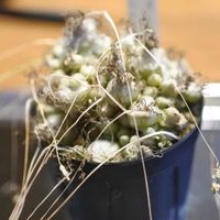 オーニソガラム トルツオスム,オーニソガラム トルツオスム,植え替え,見て見ぬふりしてました(懺悔)の画像