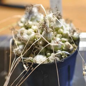 オーニソガラム トルツオスム,オーニソガラム トルツオスム,植え替え,見て見ぬふりしてました(懺悔)の画像