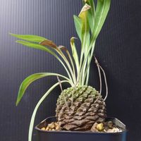 ユーフォルビアの画像