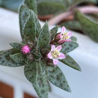 クーペリー,シルバーカーノル,シルバーカーノル,マローム,多肉植物の画像