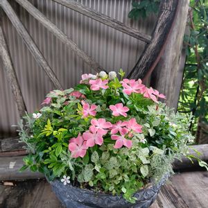アケビ,キャットテール バリエガータ,ニチニチソウ 夏花火,ニチニチソウ　ビンカ紅ざくら,ピンクの花の画像
