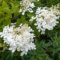 ノリウツギ,ノリウツギ,地植え,スマホ撮影,キュンキュン乙女倶楽部の画像