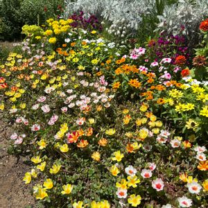 花壇,感謝,楽しみ〜,ありがとう♪,お花大好き♡の画像