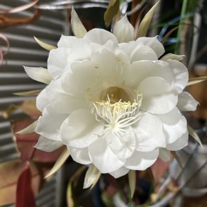 テラスの画像
