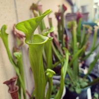サラセニア・フラバ,観葉植物,食虫植物,サラセニア,ガーデニングの画像