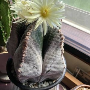 植物大好き,サボテン大好き,彩植健美,目の保養...♪*ﾟ,植物から不思議なパワーをもらっていますの画像