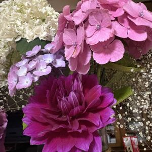 ダリア,紫陽花 アジサイ あじさい,キッチン,庭の画像