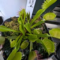 ハエトリソウ,ディオネア,ハエトリソウ・クロスティース,観葉植物,食虫植物の画像