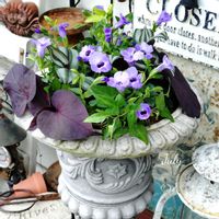 寄せ植え,可愛い,庭の花,癒し,夏の寄せ植えの画像